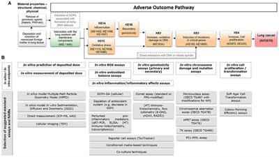 Adverse Outcome Pathway Development for Assessment of Lung Carcinogenicity by Nanoparticles